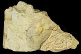 Fossil Crinoid (Ampelocrinus) - Alabama #114398-1